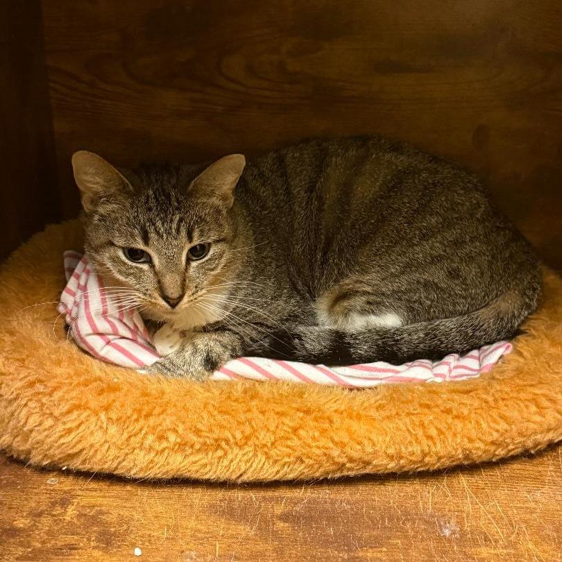 Enlarge Kiki, a Adoptable Domestic Short Hair in North Myrtle Beach, SC image 2/3