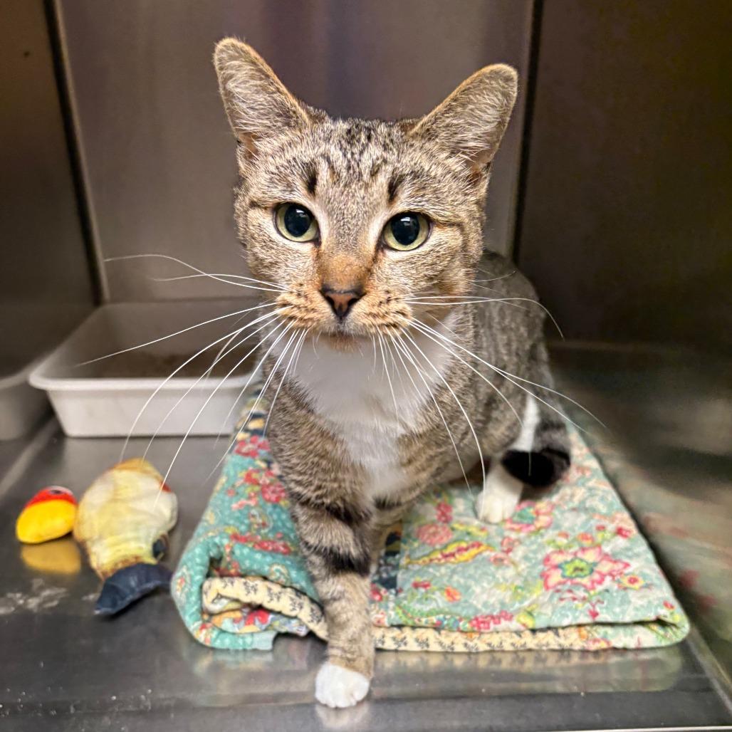 Kiki, Adoptable, Adult Female Domestic Short Hair.