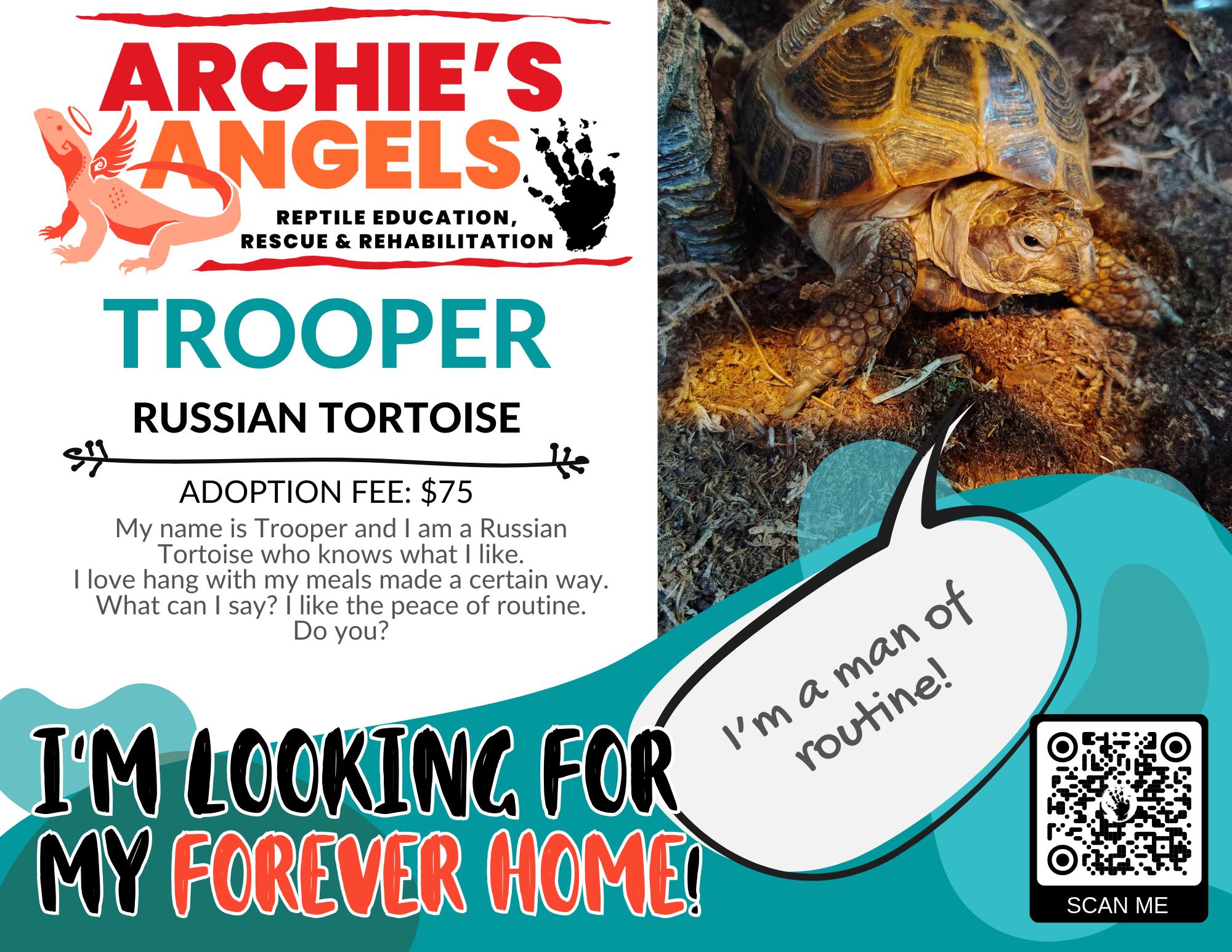 Enlarge Trooper, a ADOPTABLE Russian in Green Bay, WI image 1/1