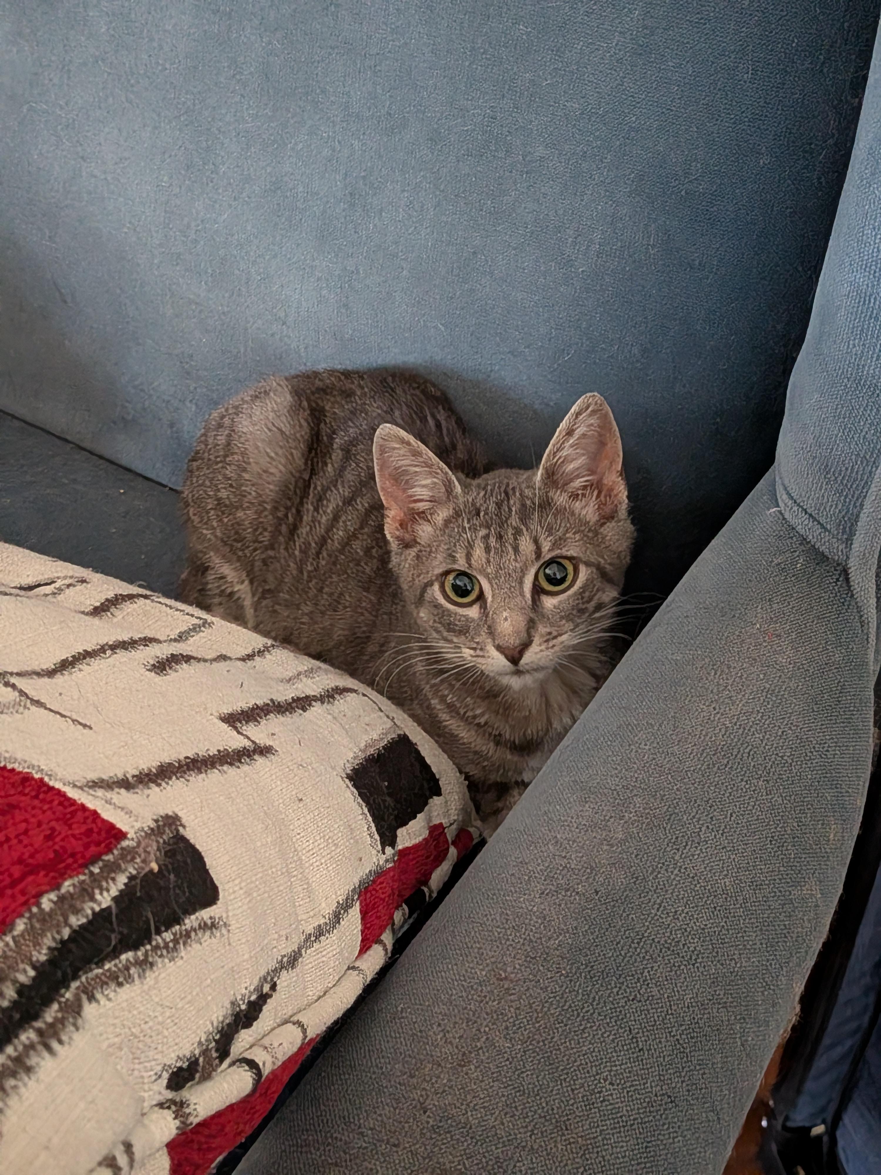 The Flash, ADOPTABLE, Young Female Domestic Short Hair.