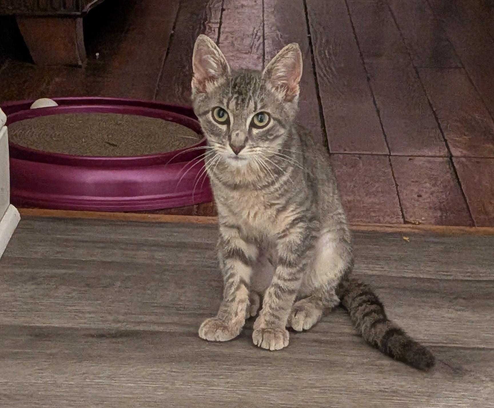 Enlarge The Flash, a ADOPTABLE Domestic Short Hair in Bayonne, NJ image 2/4