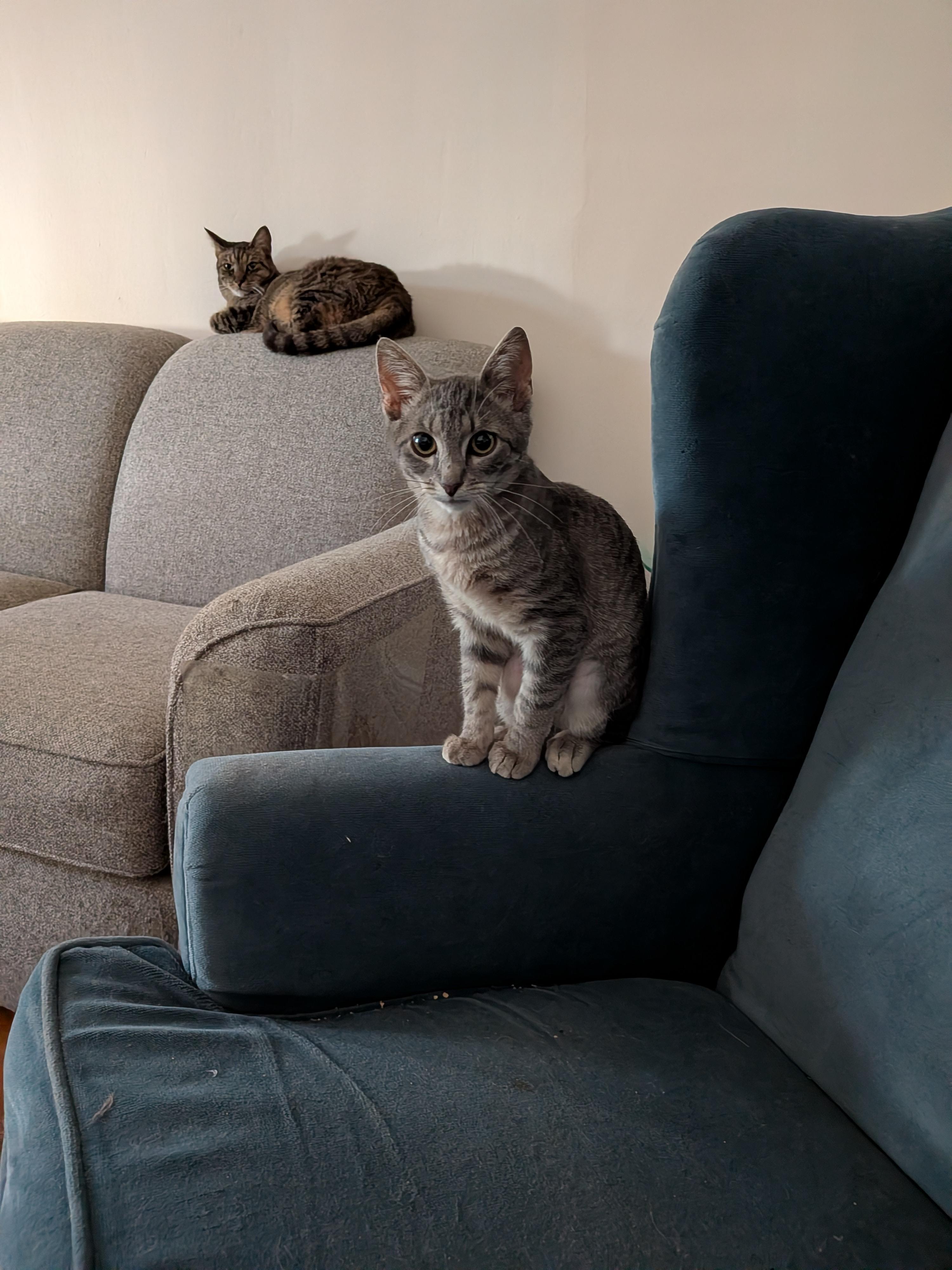 Enlarge The Flash, a ADOPTABLE Domestic Short Hair in Bayonne, NJ image 3/4