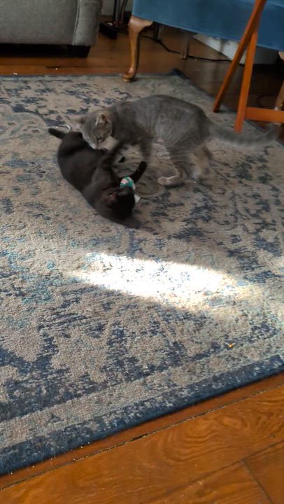 Enlarge The Flash, a ADOPTABLE Domestic Short Hair in Bayonne, NJ video 4/4