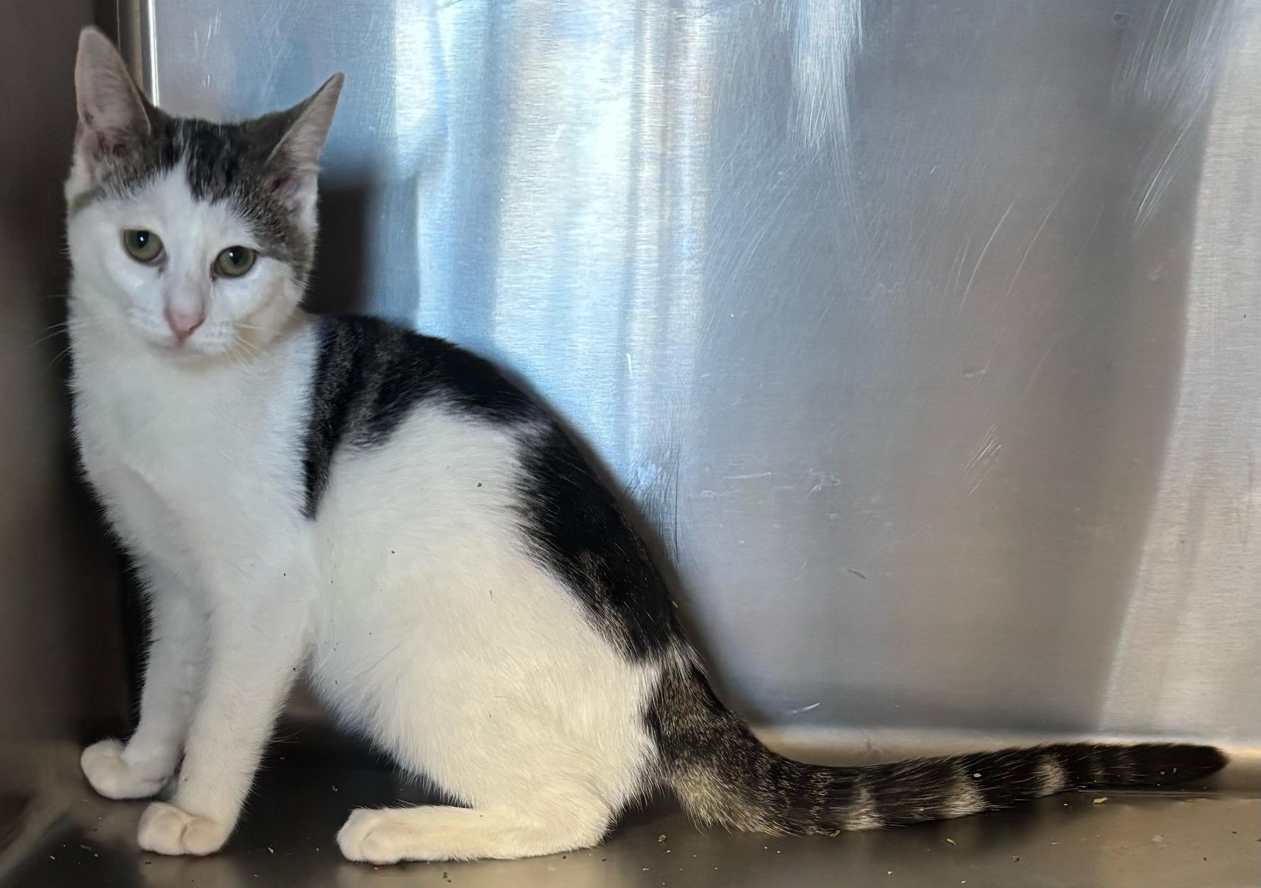 Theodore, adopted, Young Male Tabby.