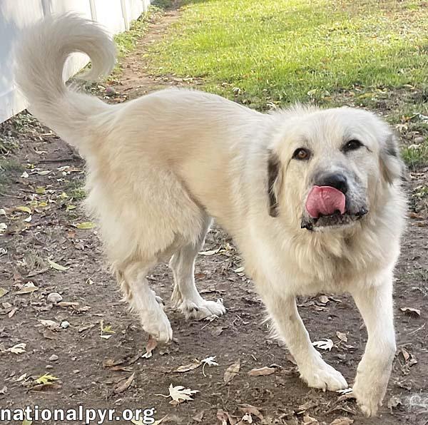 Alaska in MI - Always Happy & Very Affectionate!