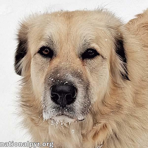 Alaska in MI - Always Happy & Very Affectionate! — thumbnail 2