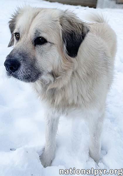 Alaska in MI - Always Happy & Very Affectionate! — thumbnail 3