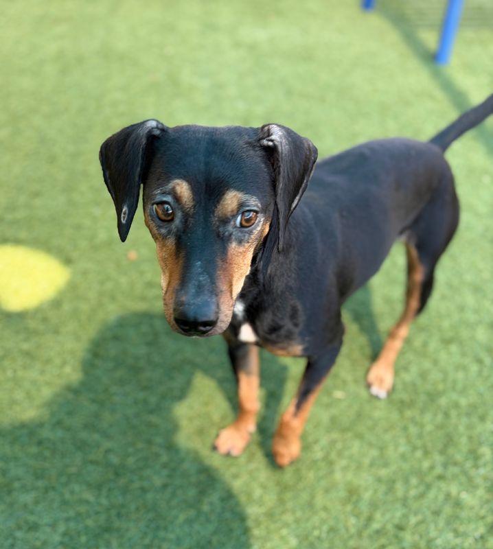 Enlarge Chispa, a Adoptable mixed breed in Portland, ME image 4/5