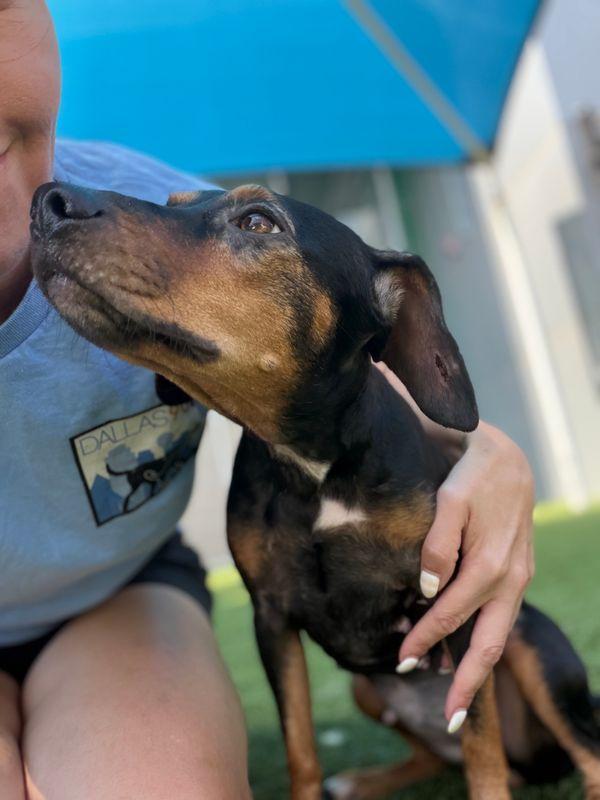 Enlarge Chispa, a Adoptable mixed breed in Portland, ME image 2/5