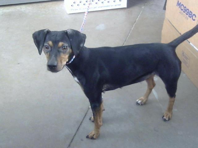 Enlarge Chispa, a Adoptable mixed breed in Portland, ME image 3/5