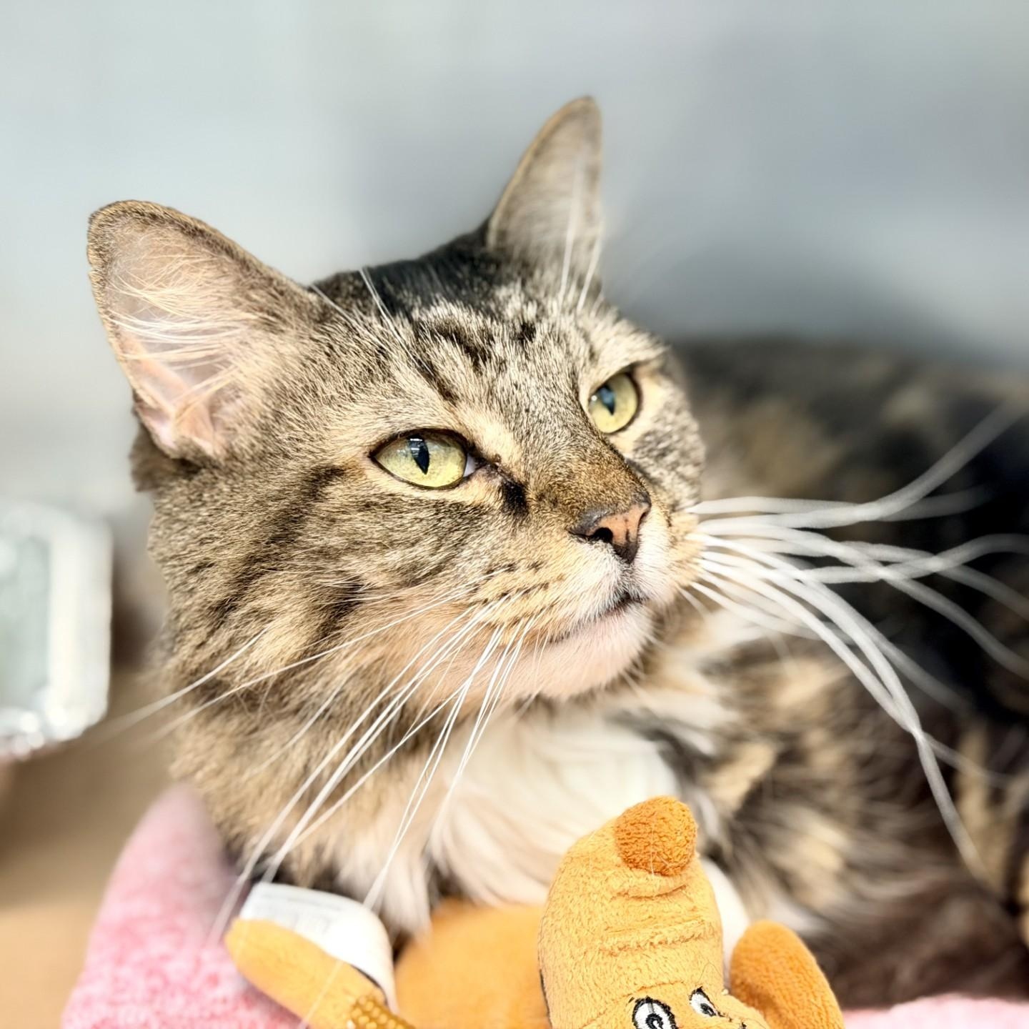 Kitty Cat, ADOPTABLE, Adult Female Domestic Medium Hair.