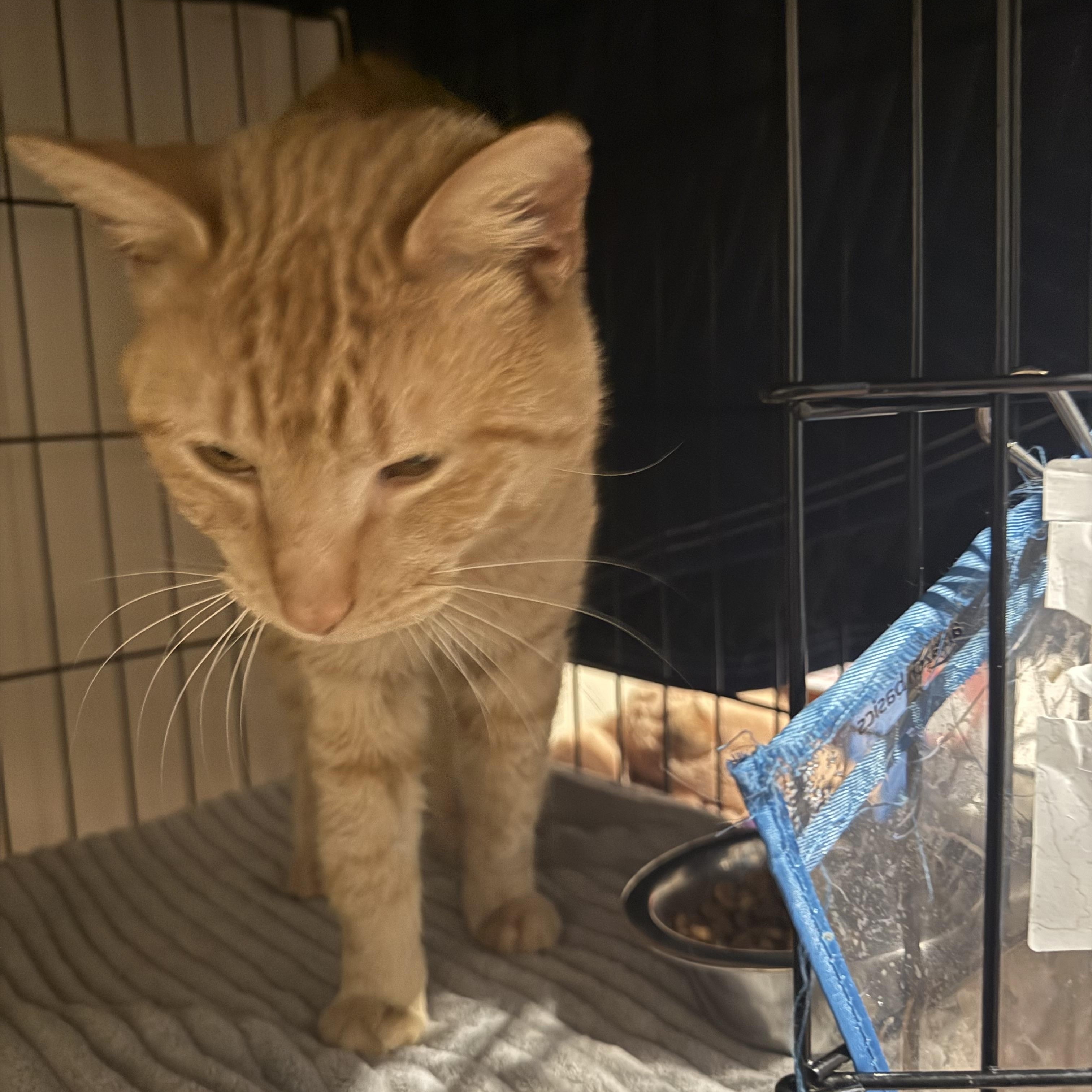 Enlarge Julius Caesar, a ADOPTABLE Domestic Short Hair in Galloway, NJ image 2/4