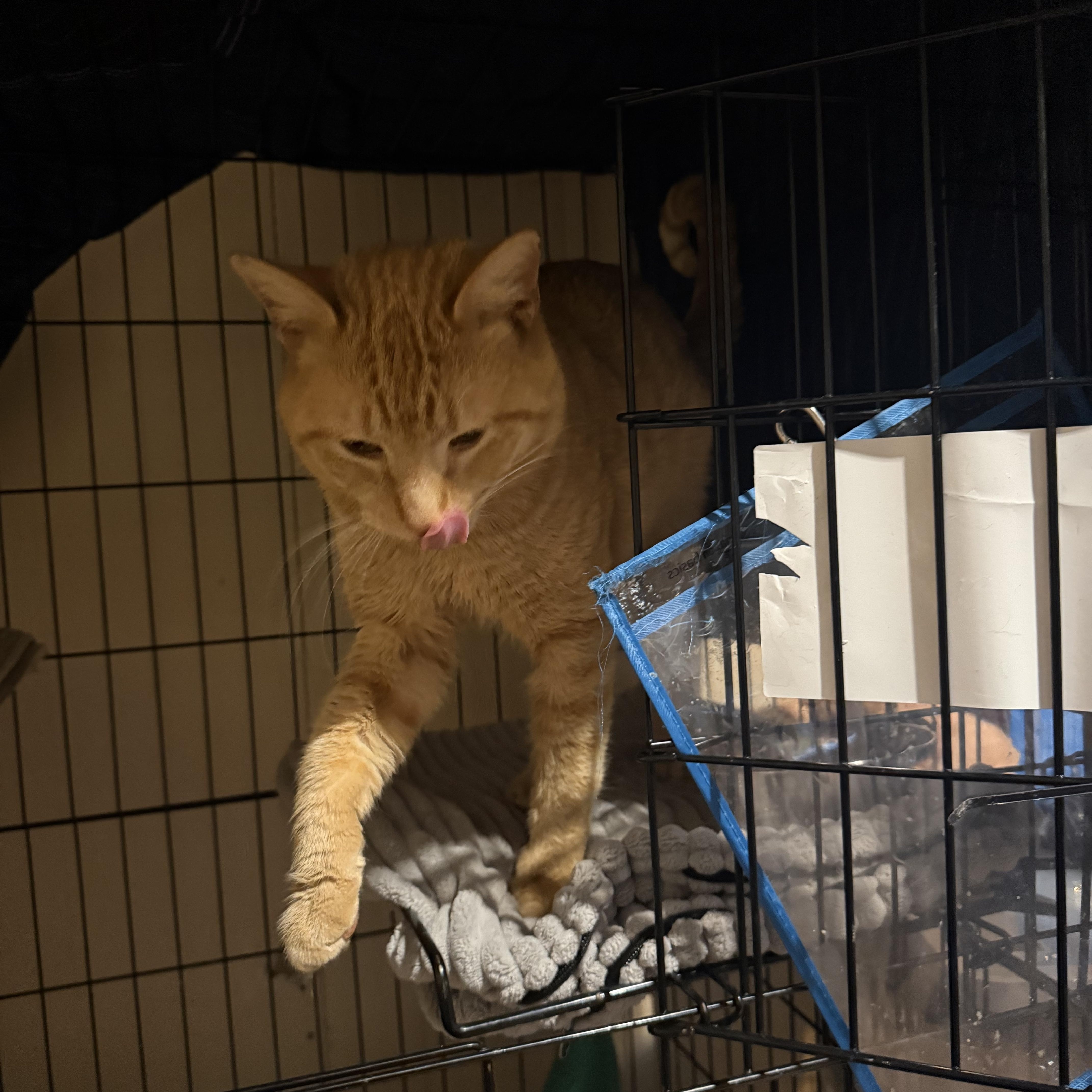 Enlarge Julius Caesar, a ADOPTABLE Domestic Short Hair in Galloway, NJ image 4/4