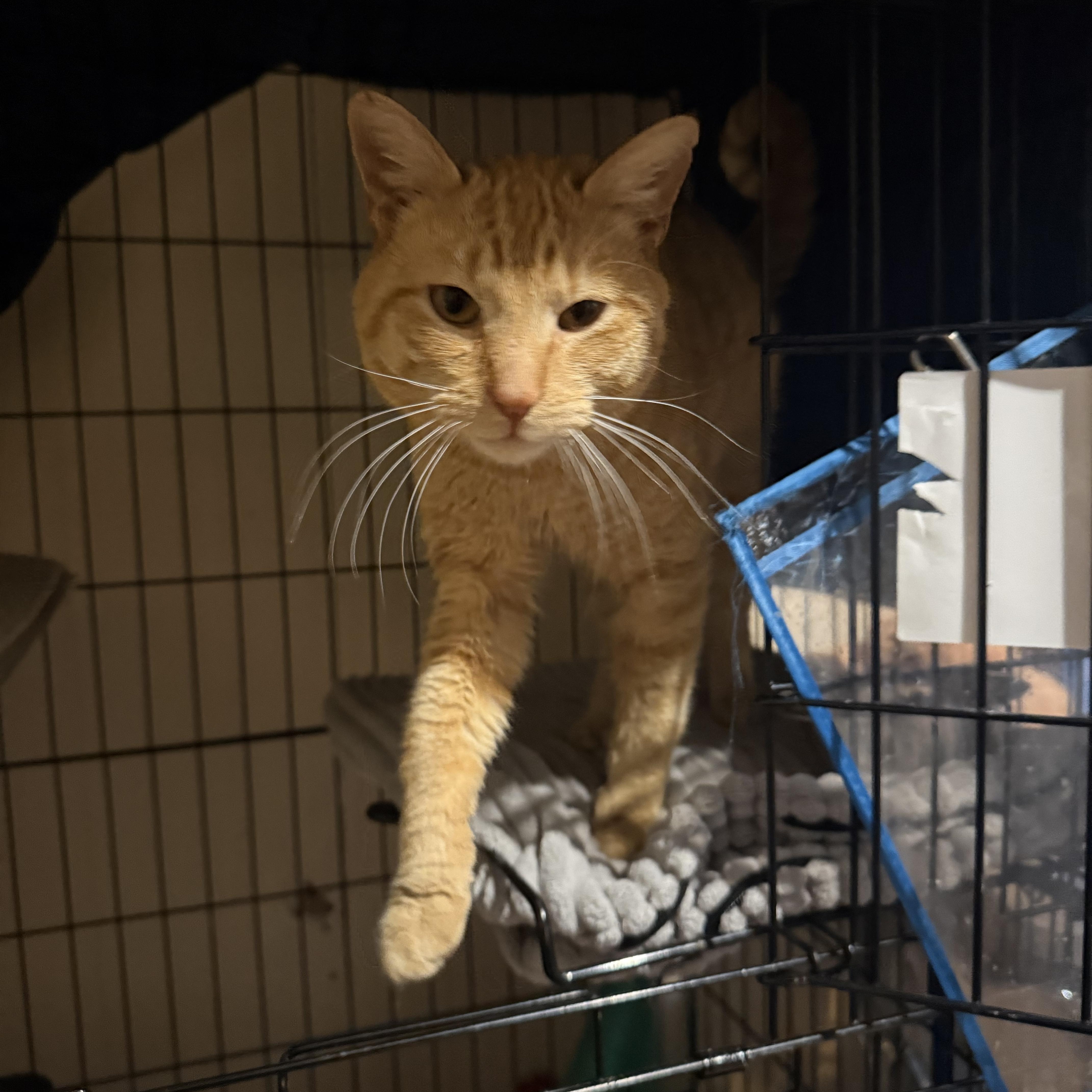 Enlarge Julius Caesar, a ADOPTABLE Domestic Short Hair in Galloway, NJ image 3/4