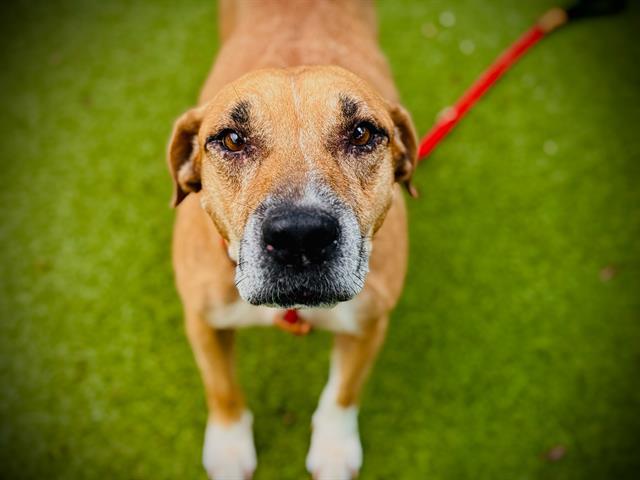 Enlarge BABY GIRL, a Adoptable mixed breed in Orlando, FL image 1/1