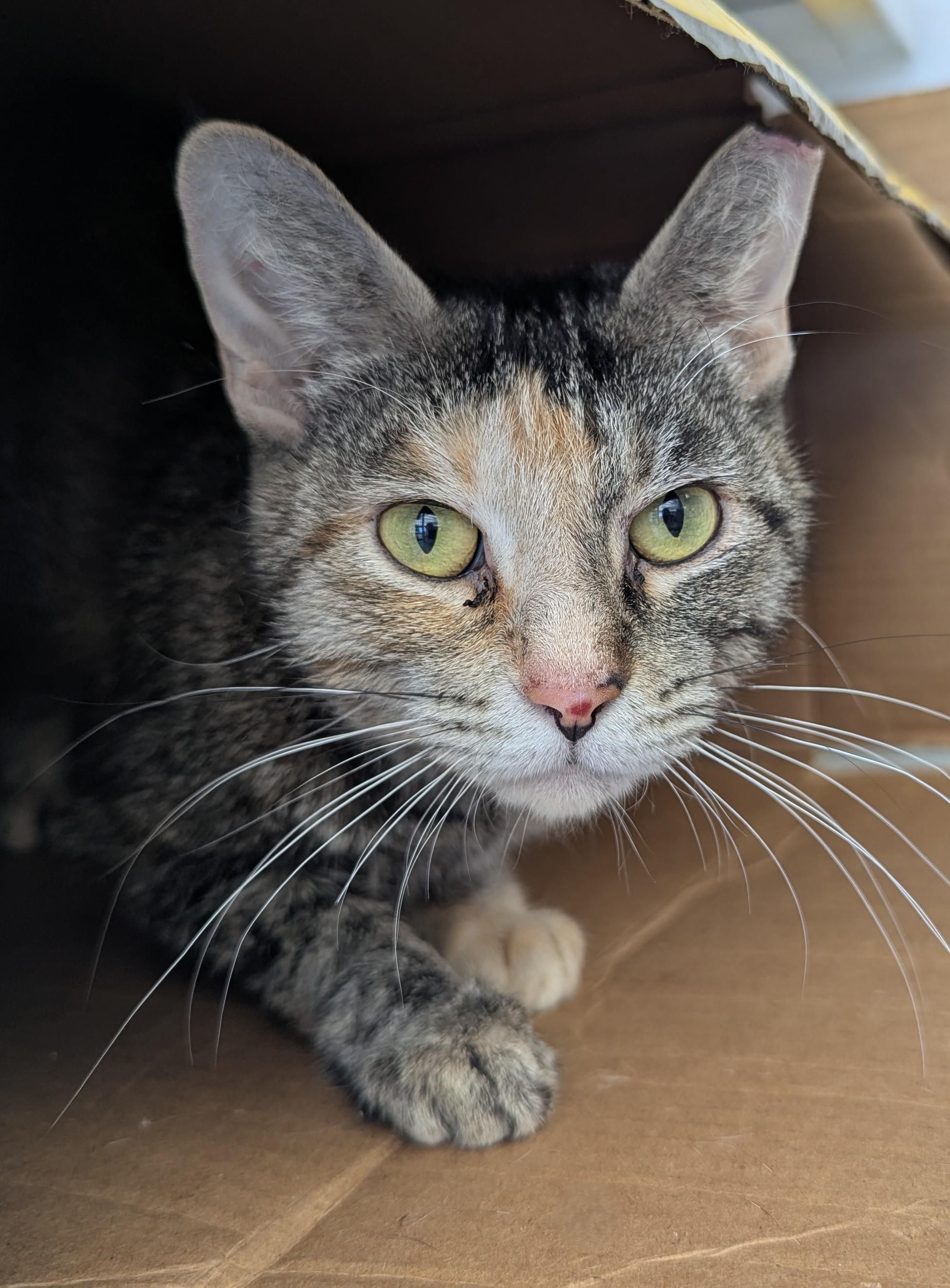 Alpine Skiing, a Adoptable Domestic Short Hair in Oconto, WI image 2/2