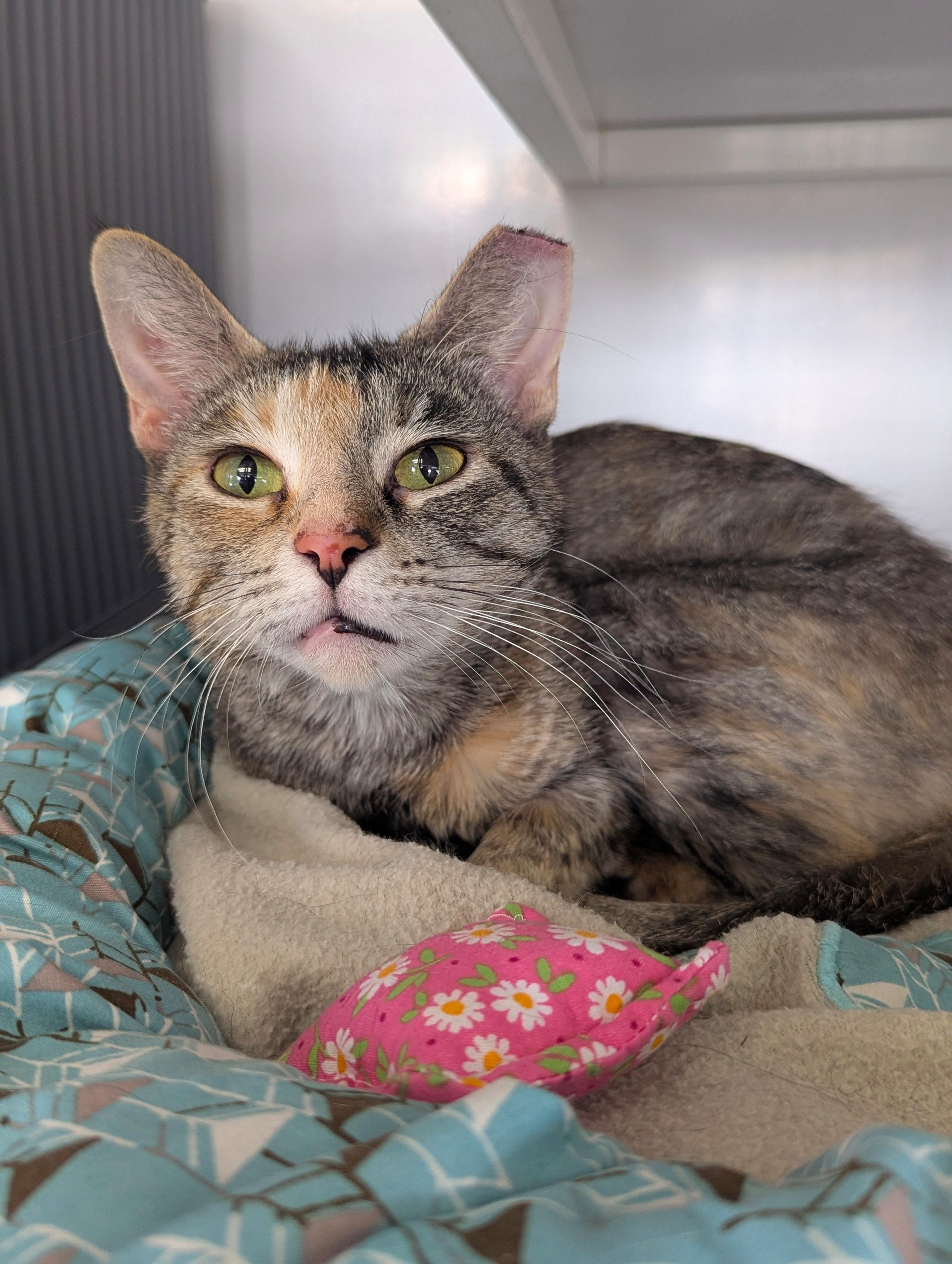 Alpine Skiing, Adoptable, Adult Female Domestic Short Hair.