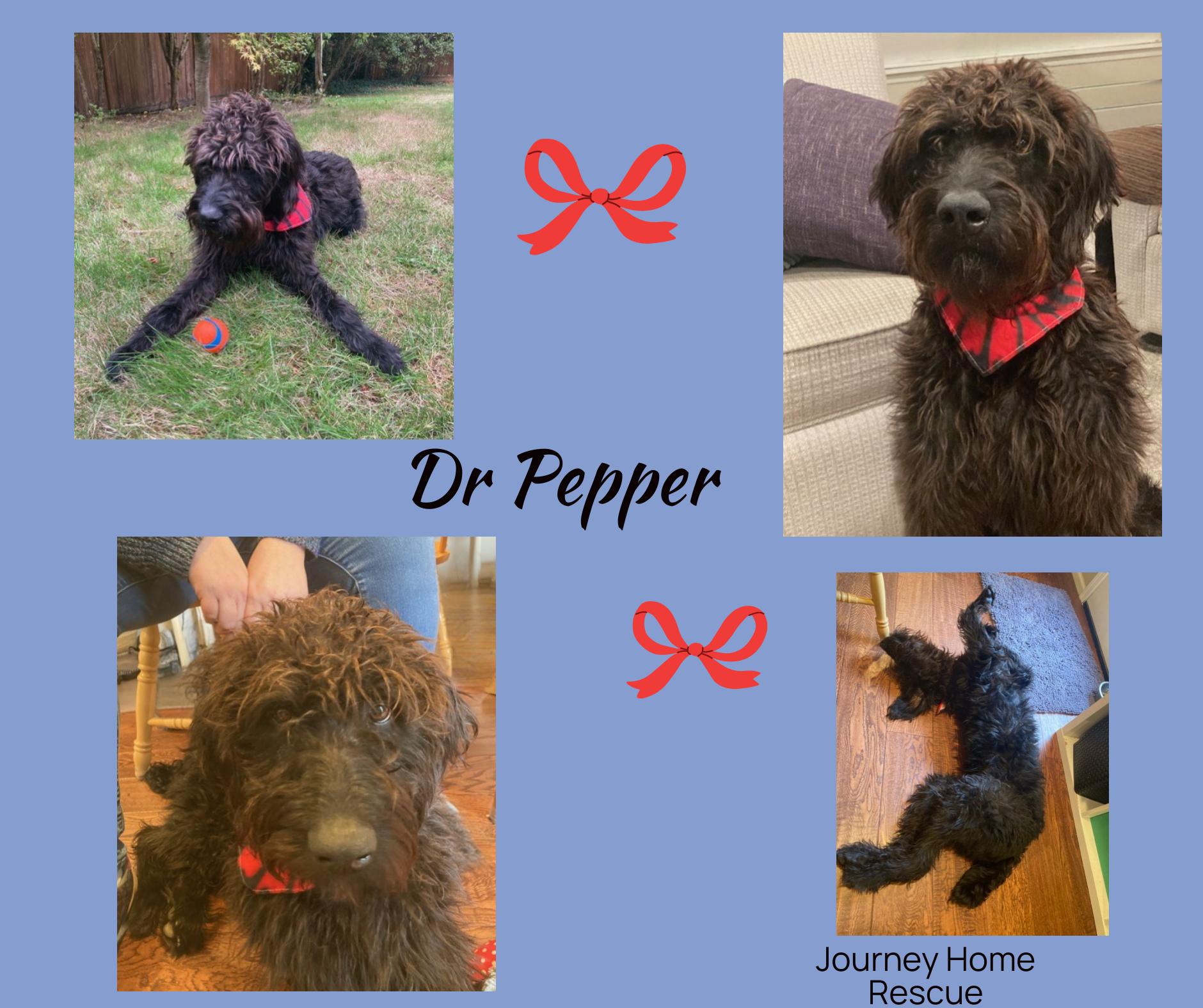 Dr Pepper, an adoptable Labradoodle in East Wenatchee, WA, 98802 | Photo Image 1