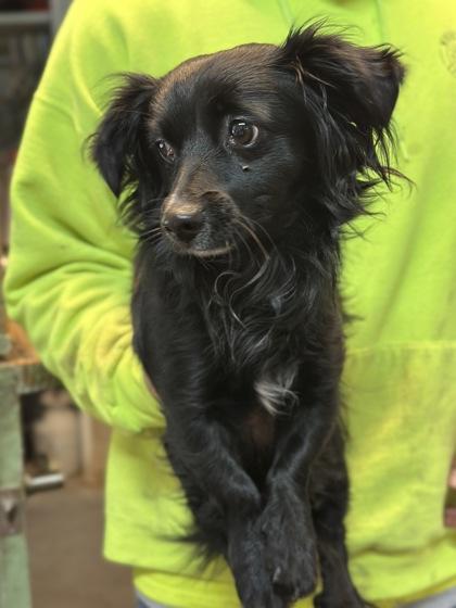 Luna, Adoptable, Adult Female Mixed Breed & Mixed Breed.