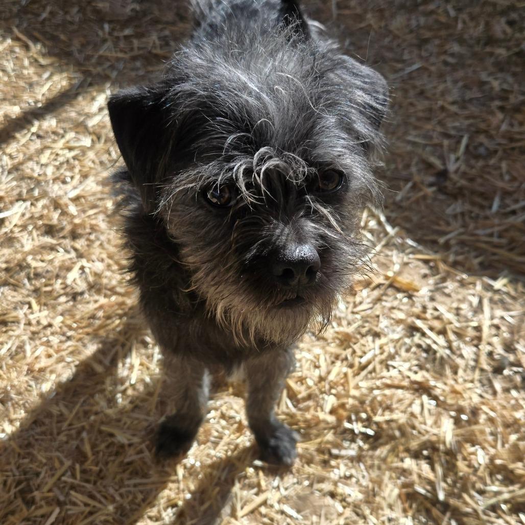 koda, Adoptable, Young Male Terrier.