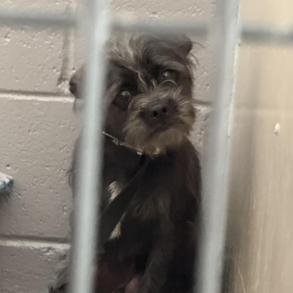 koda, Adoptable, Young Male Terrier.