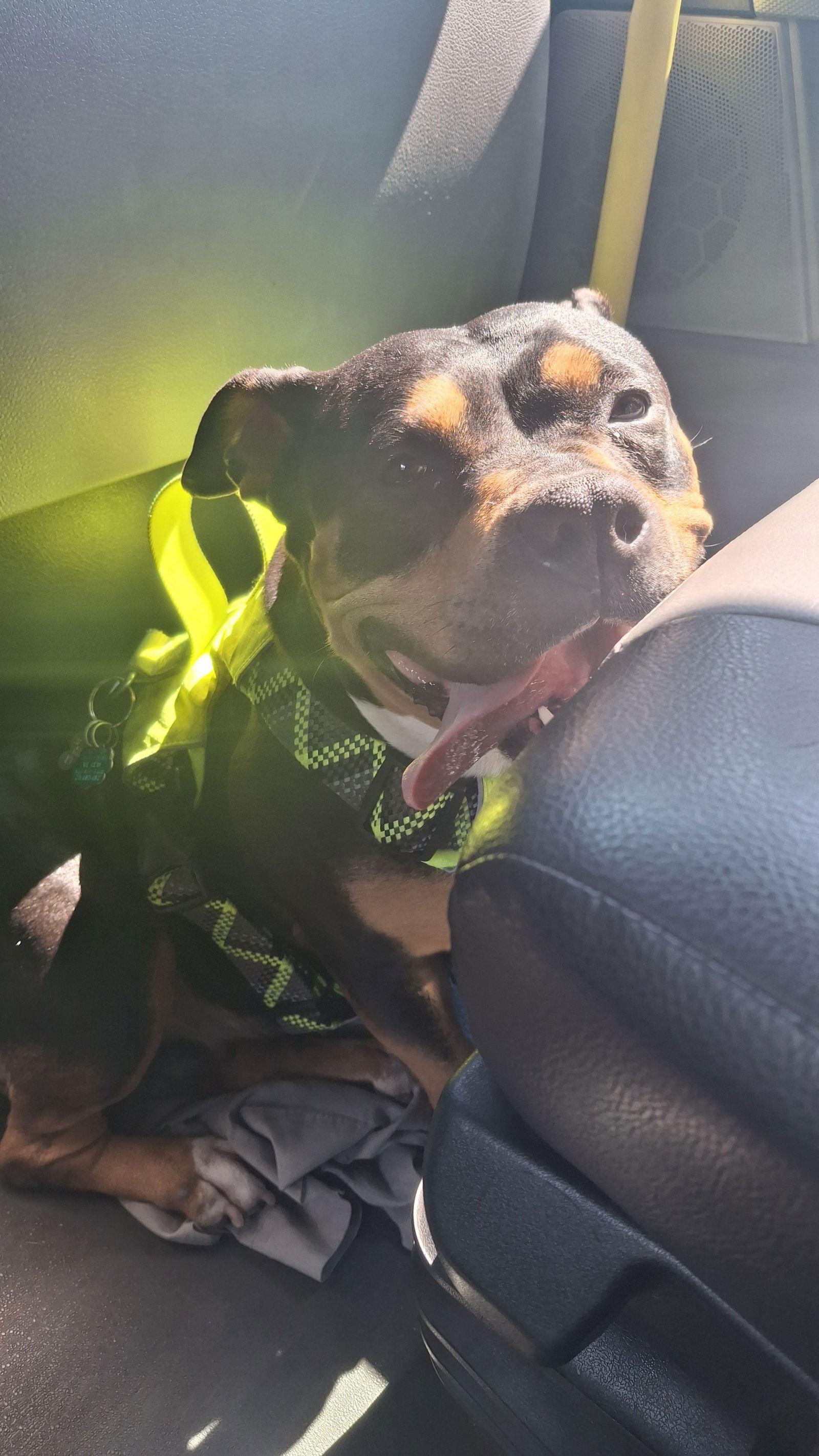 Enlarge Gorda, a Adoptable mixed breed in Baltimore, MD image 1/3