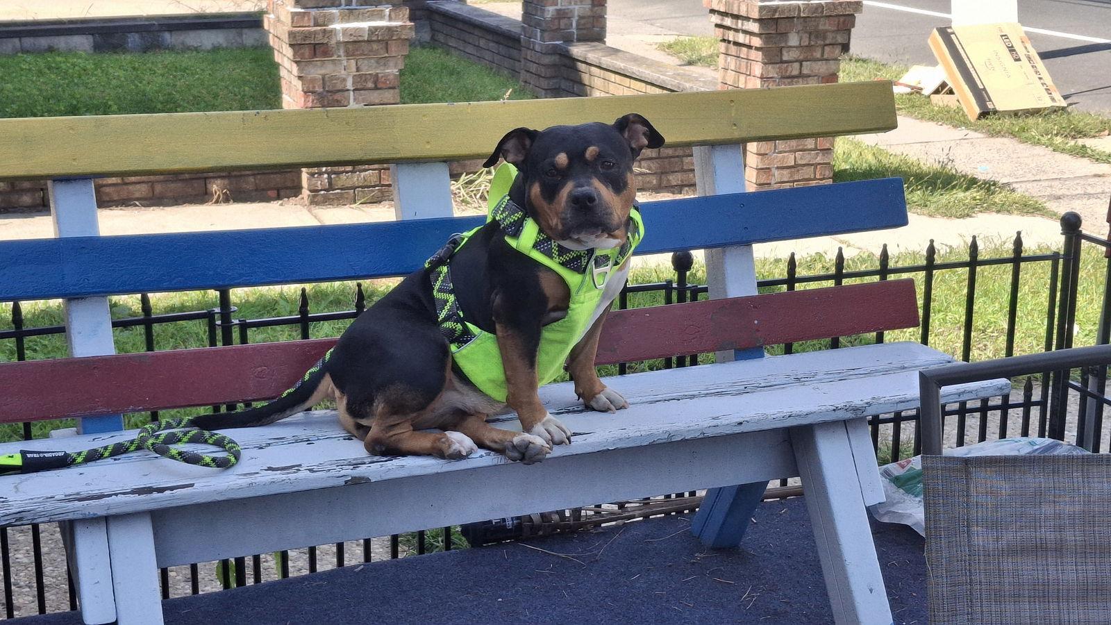 Enlarge Gorda, a Adoptable mixed breed in Baltimore, MD image 3/3