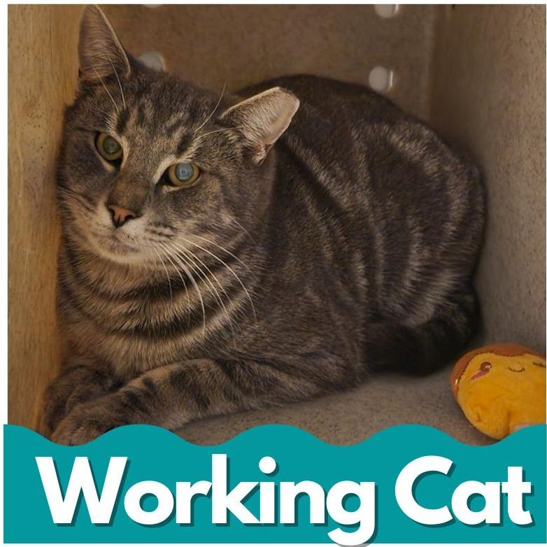 Candy Land, Adoptable, Adult Male Domestic Short Hair.