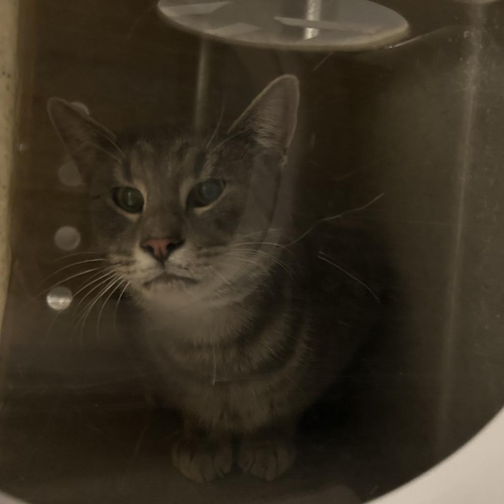 Enlarge Candy Land, a Adoptable Domestic Short Hair in Asheville, NC image 2/3