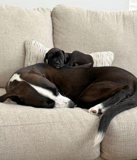 Enlarge Petunia, a ADOPTABLE Mixed Breed in Schaumburg, IL image 5/5