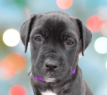 Enlarge Petunia, a ADOPTABLE Mixed Breed in Schaumburg, IL image 1/5