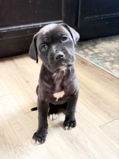 Enlarge Petunia, a ADOPTABLE Mixed Breed in Schaumburg, IL image 4/5