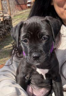 Enlarge Petunia, a ADOPTABLE Mixed Breed in Schaumburg, IL image 2/5