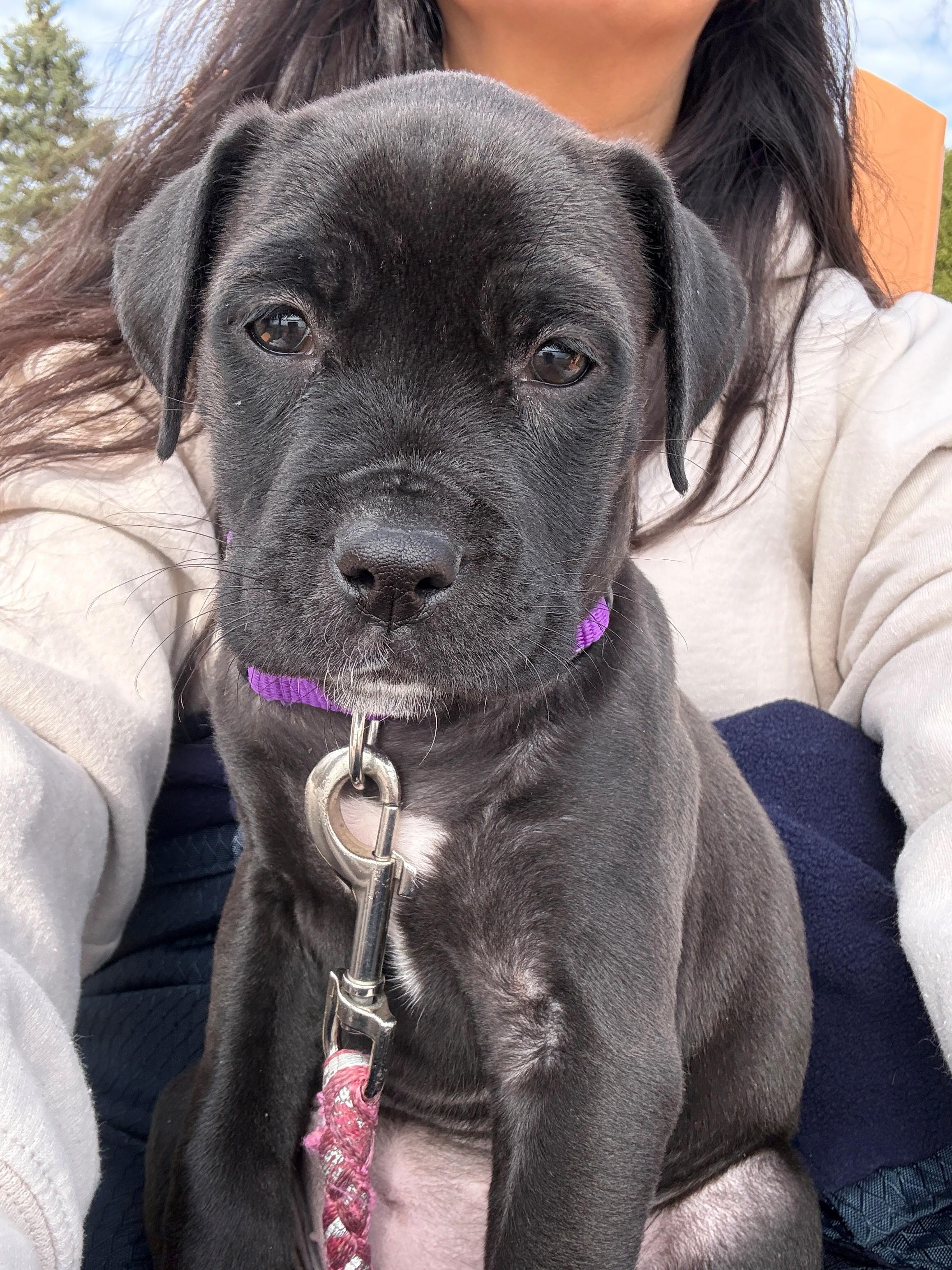 Enlarge Petunia, a ADOPTABLE Mixed Breed in Schaumburg, IL image 3/5