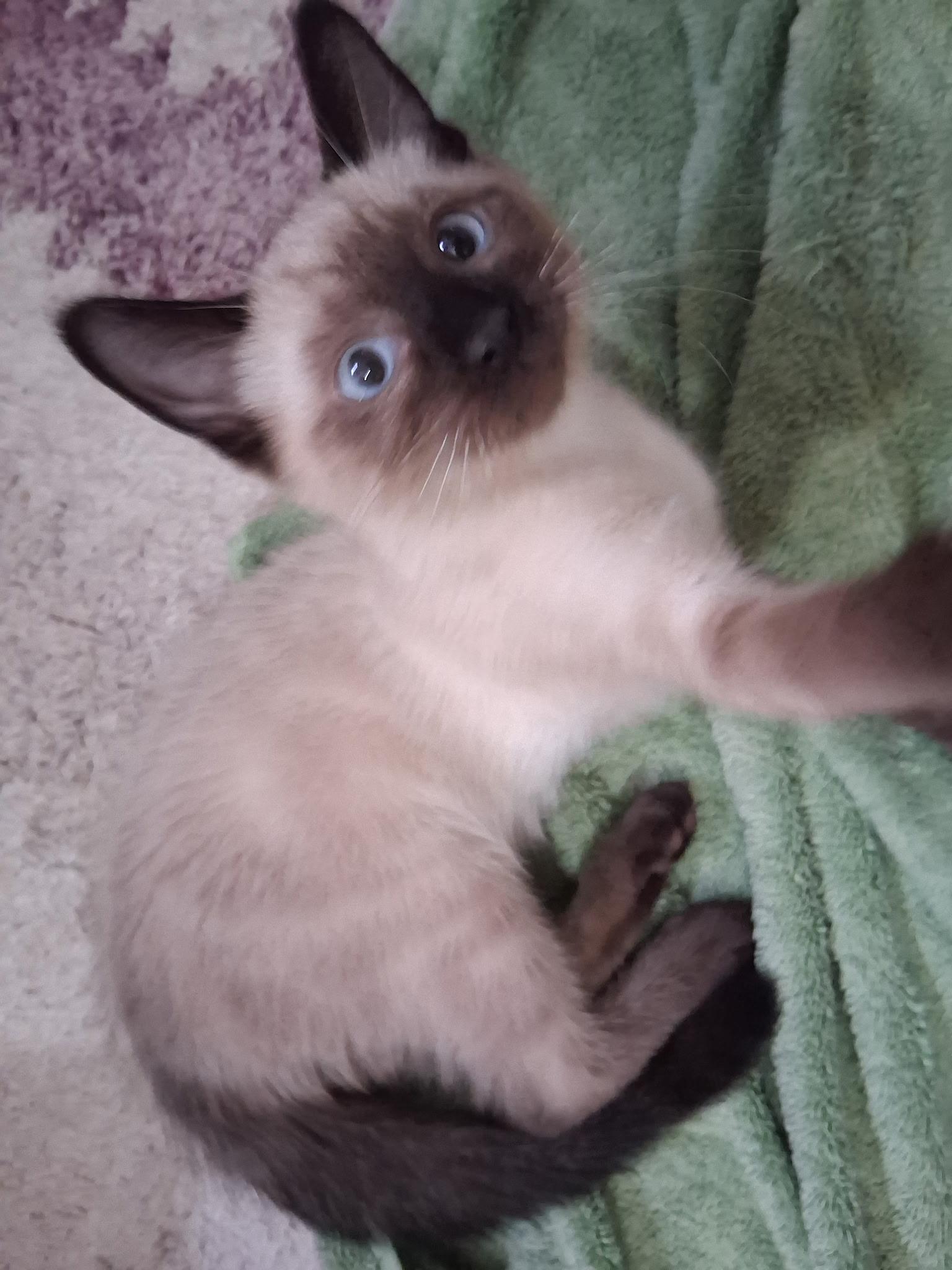 Pascha, ADOPTABLE, Young Female Siamese.
