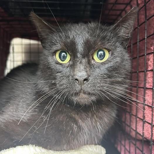 Enlarge Quest, a Adoptable Domestic Short Hair in Bristol, IN image 1/1