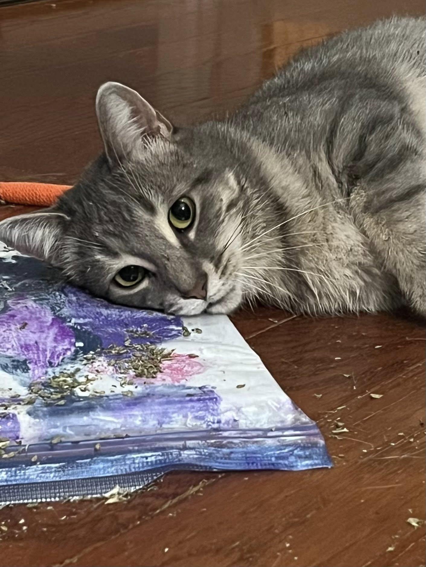 Pearl, ADOPTABLE, Adult Female Domestic Short Hair.