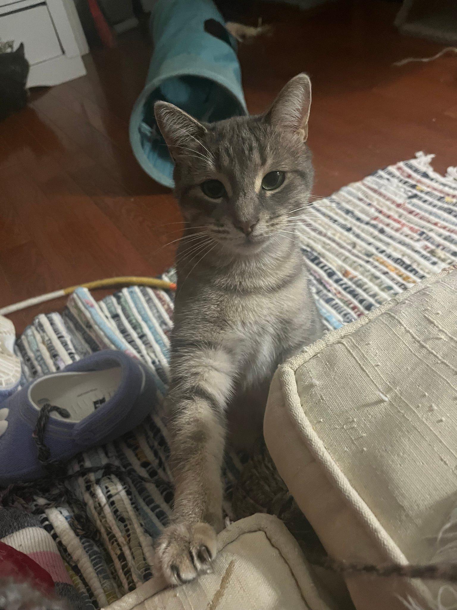 Pearl, a ADOPTABLE Domestic Short Hair in Spencerville, ON image 2/2