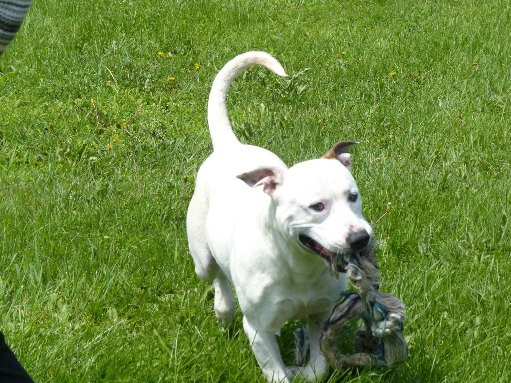 Falcor, Adoptable, Young Male Pit Bull Terrier.