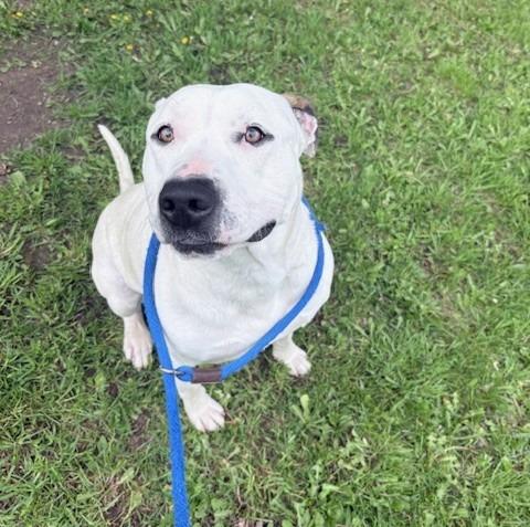 Falcor, Adoptable, Young Male Pit Bull Terrier.