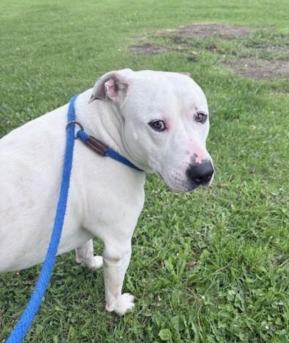 Falcor, a Adoptable Pit Bull Terrier in Ogdensburg, NY image 2/4