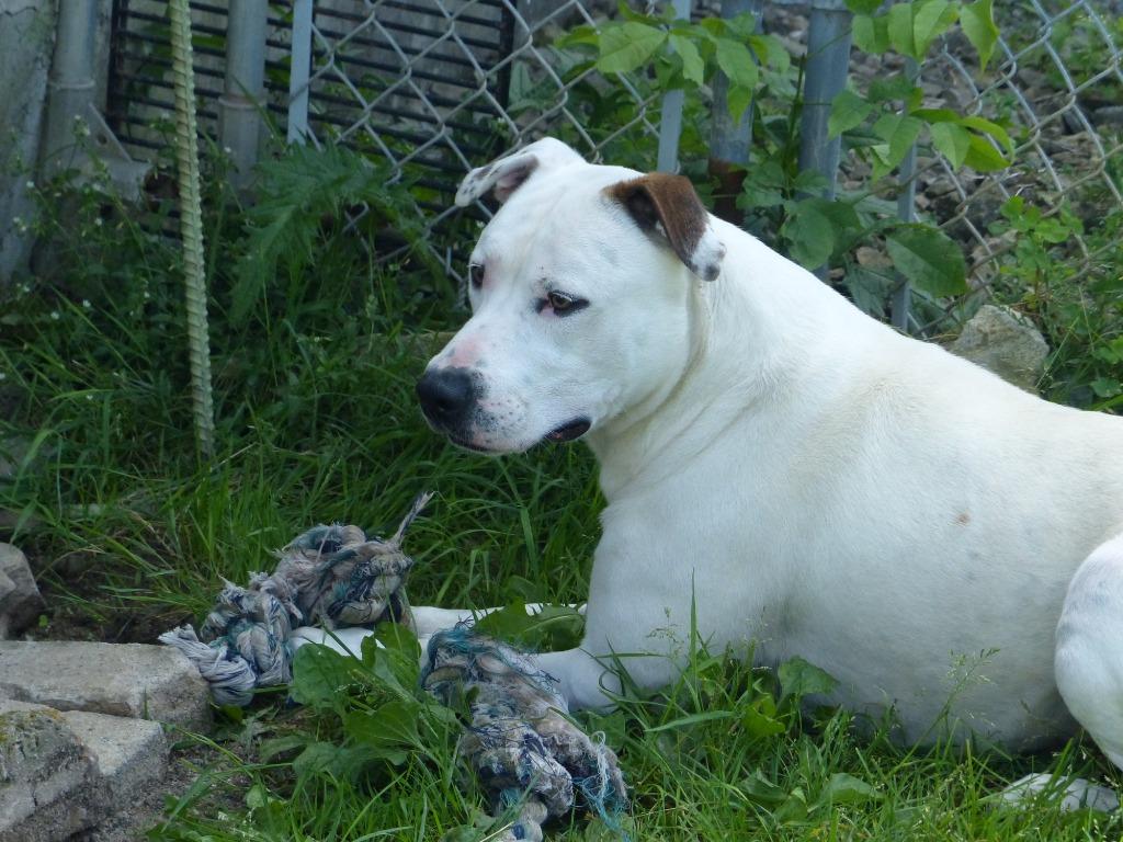 Falcor, a Adoptable Pit Bull Terrier in Ogdensburg, NY image 4/6