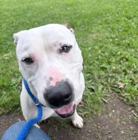 Falcor, a Adoptable Pit Bull Terrier in Ogdensburg, NY image 3/4