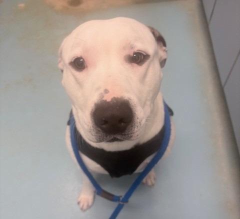 Enlarge Falcor, a Adoptable Pit Bull Terrier in Ogdensburg, NY image 1/1