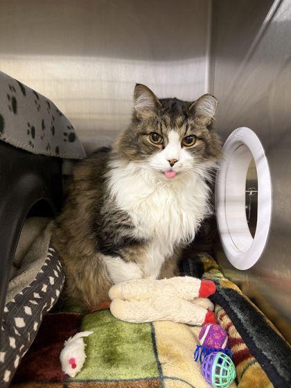 Enlarge Tyson, a Adoptable mixed breed in Shawano, WI image 1/3