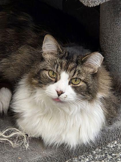 Enlarge Tyson, a Adoptable mixed breed in Shawano, WI image 2/3