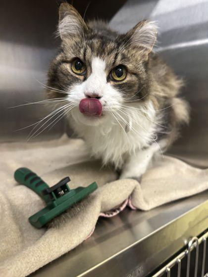 Enlarge Tyson, a Adoptable mixed breed in Shawano, WI image 3/3