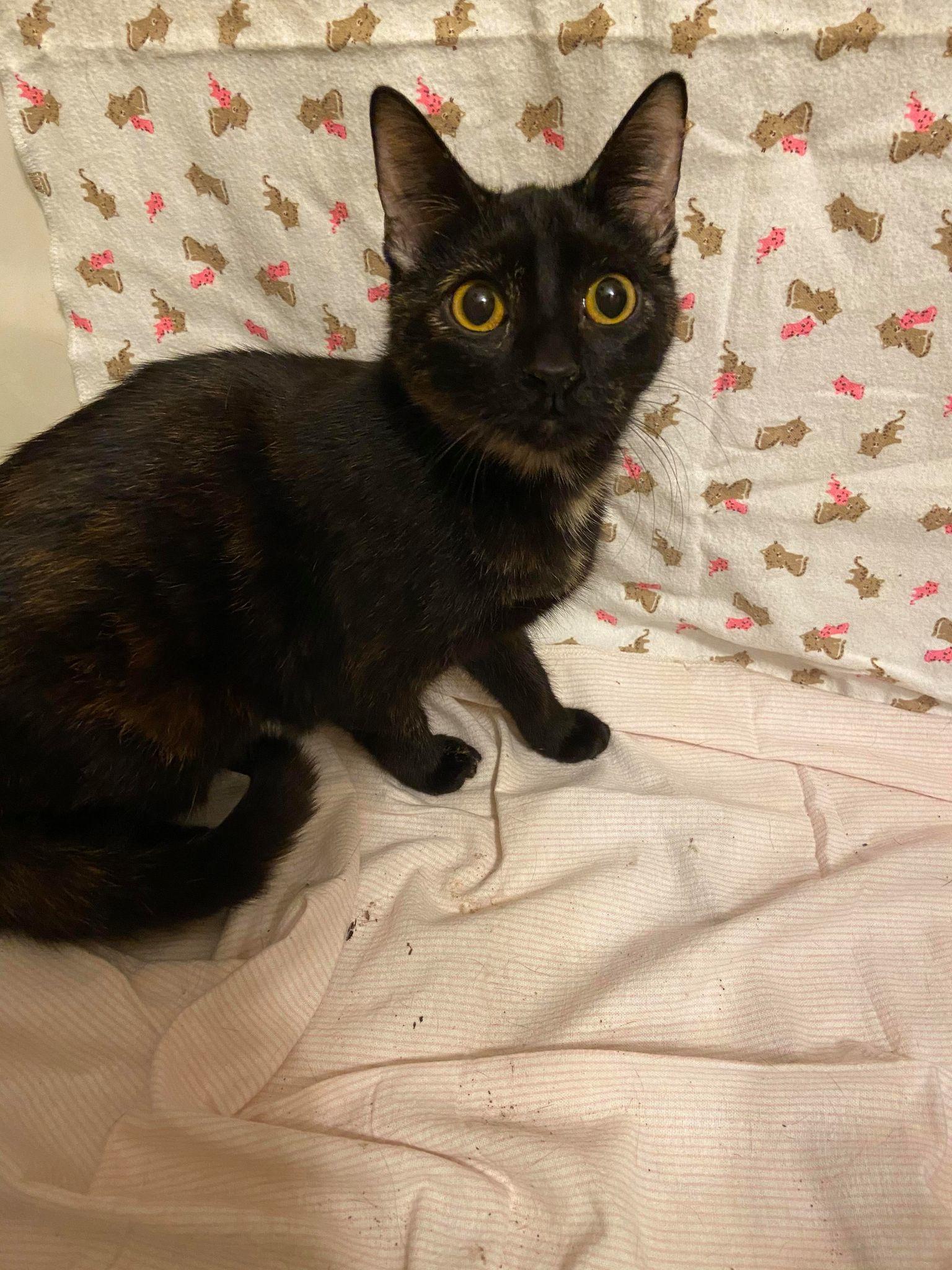 Enlarge Eden, a Adoptable Domestic Short Hair in Burton, MI image 1/1