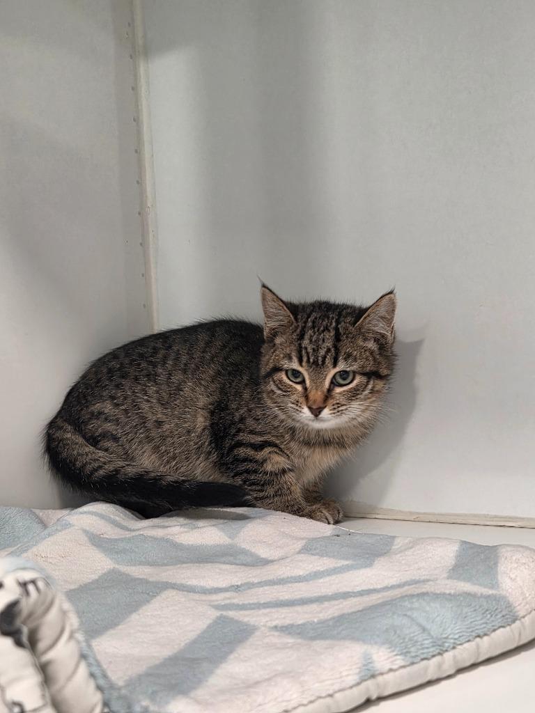 Cherry, Adopted, Kitten Female Domestic Short Hair.