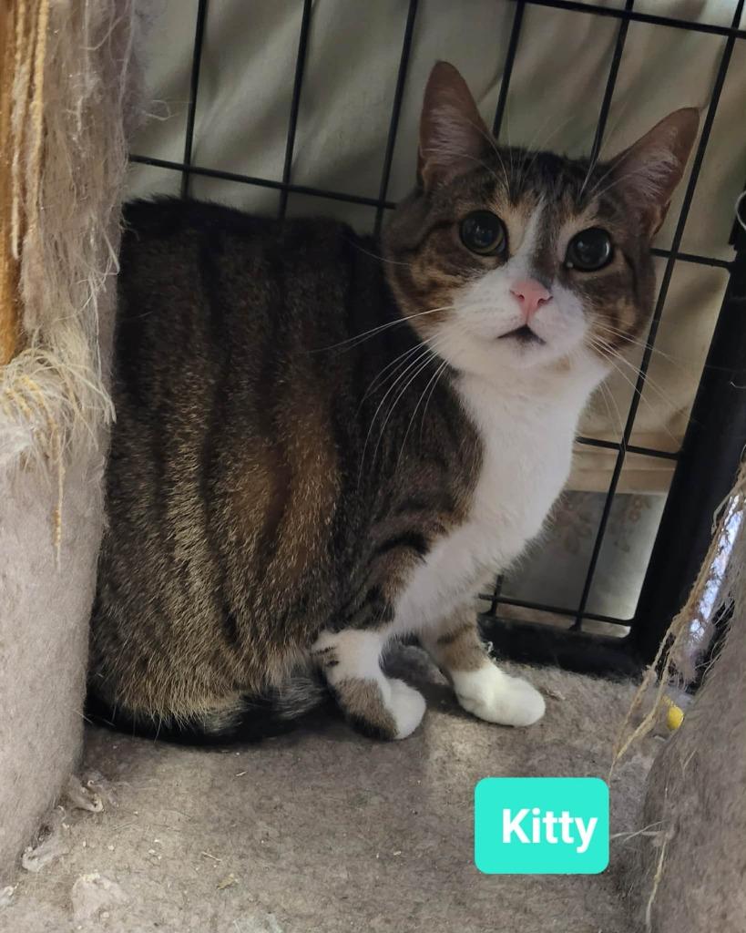 Enlarge Kitty, a Adoptable mixed breed in Richmond, IN image 2/3